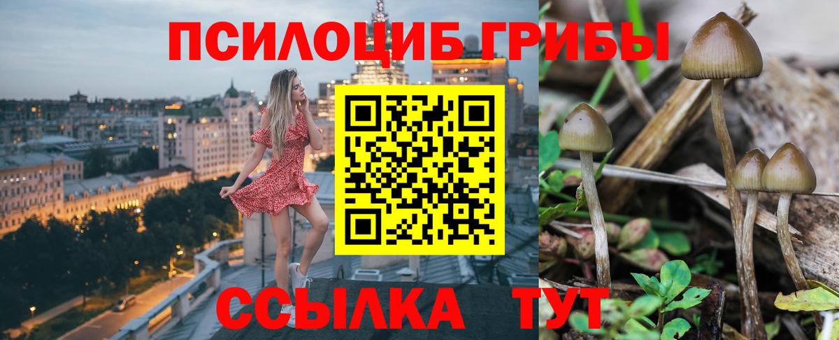 Псилоцибиновые грибы Cubensis Белорецк